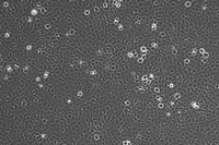 大鼠肝儲脂細胞HSC-T6智立中特生物細胞系